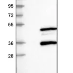 Merck Anti-SIRT3 antibody produced in rabbit