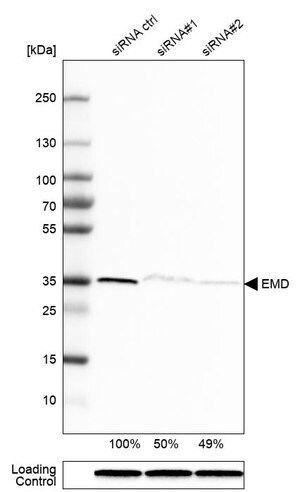 Merck Anti-EMD antibody produced in rabbit