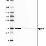 Merck Anti-EMD antibody produced in rabbit