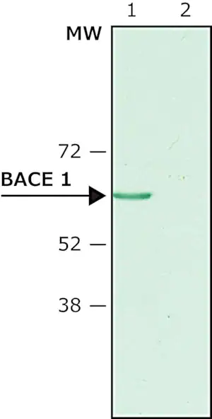 Merck Anti-BACE 1, N-Terminus (46-62) antibody produced in rabbit