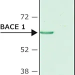Merck Anti-BACE 1, N-Terminus (46-62) antibody produced in rabbit