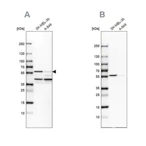 Merck Anti-PHGDH antibody produced in rabbit
