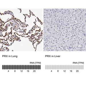 Merck Anti-PRX antibody produced in rabbit