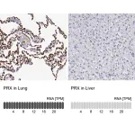 Merck Anti-PRX antibody produced in rabbit