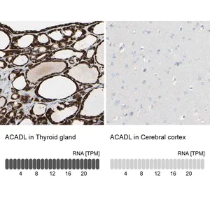Merck Anti-ACADL antibody produced in rabbit