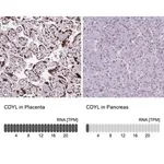 Merck Anti-CDYL antibody produced in rabbit