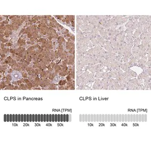 Merck Anti-CLPS antibody produced in rabbit