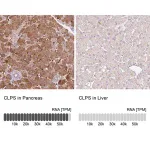 Merck Anti-CLPS antibody produced in rabbit