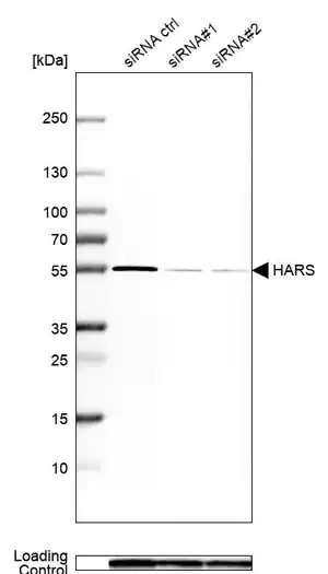 Merck Anti-HARS antibody produced in rabbit