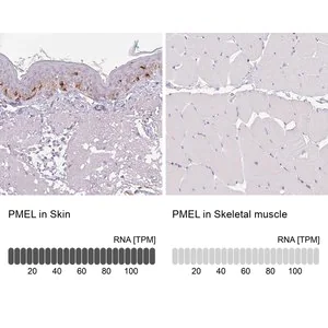 Merck Anti-PMEL antibody produced in rabbit