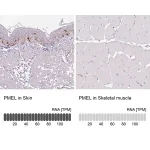 Merck Anti-PMEL antibody produced in rabbit