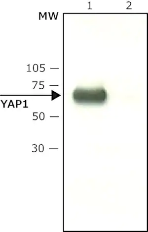 Merck Anti-YAP1 (C-terminal) antibody produced in rabbit