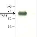 Merck Anti-YAP1 (C-terminal) antibody produced in rabbit
