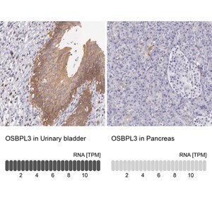 Merck Anti-OSBPL3 antibody produced in rabbit