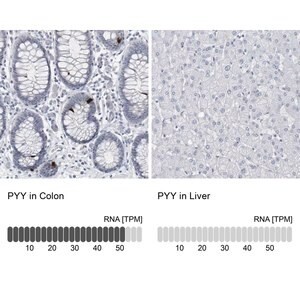 Merck Anti-PYY antibody produced in rabbit