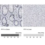 Merck Anti-PYY antibody produced in rabbit