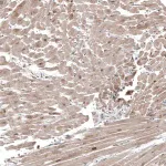Merck Anti-COL12A1 antibody produced in rabbit