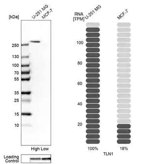 Merck Anti-TLN1 antibody produced in rabbit