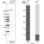 Merck Anti-TLN1 antibody produced in rabbit