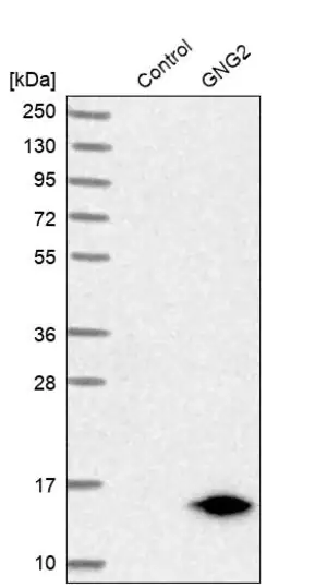 Merck Anti-GNG2 antibody produced in rabbit