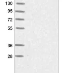 Merck Anti-GNG2 antibody produced in rabbit