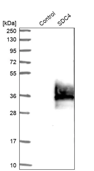 Merck Anti-SDC4 antibody produced in rabbit