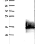 Merck Anti-SDC4 antibody produced in rabbit