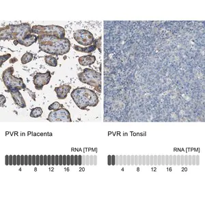 Merck Anti-PVR antibody produced in rabbit