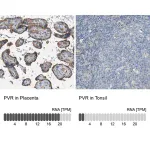 Merck Anti-PVR antibody produced in rabbit