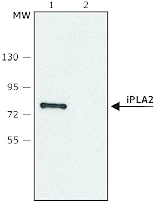 Merck Anti-Phospholipase A2 (iPLA2) (C-terminal region) antibody produced in rabbit