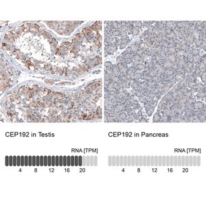 Merck Anti-CEP192 antibody produced in rabbit