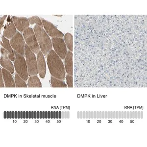 Merck Anti-DMPK antibody produced in rabbit