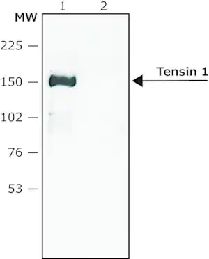 Merck Anti-Tensin 1 antibody produced in rabbit