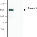 Merck Anti-Tensin 1 antibody produced in rabbit