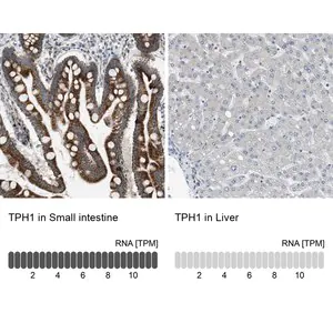 Merck Anti-TPH1 antibody produced in rabbit