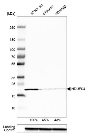 Merck Anti-NDUFS4 antibody produced in rabbit
