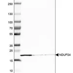 Merck Anti-NDUFS4 antibody produced in rabbit