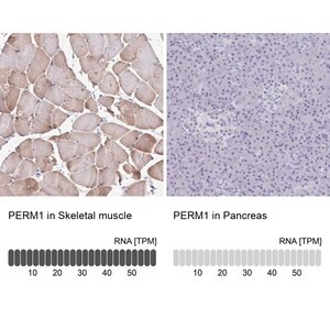 Merck Anti-PERM1 antibody produced in rabbit