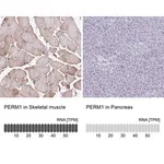 Merck Anti-PERM1 antibody produced in rabbit