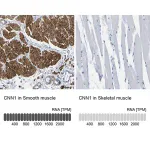 Merck Anti-CNN1 antibody produced in rabbit