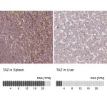 Merck Anti-TAZ antibody produced in rabbit