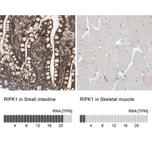 Merck Anti-RIPK1 antibody produced in rabbit