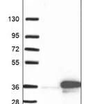 Merck Anti-DLX1 antibody produced in rabbit