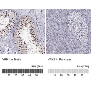 Merck Anti-VRK1 antibody produced in rabbit