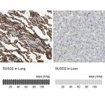 Merck Anti-SUSD2 antibody produced in rabbit