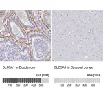 Merck Anti-SLC5A1 antibody produced in rabbit