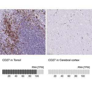 Merck Anti-CD27 antibody produced in rabbit