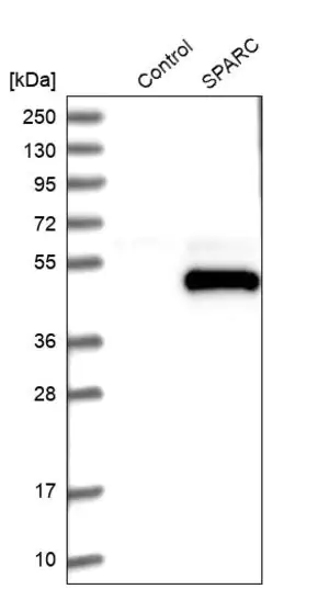 Merck Anti-SPARC antibody produced in rabbit