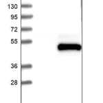 Merck Anti-SPARC antibody produced in rabbit