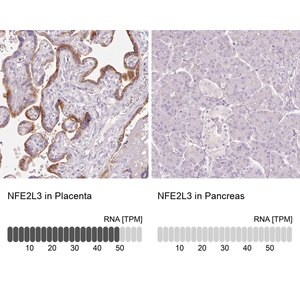 Merck Anti-NFE2L3 antibody produced in rabbit